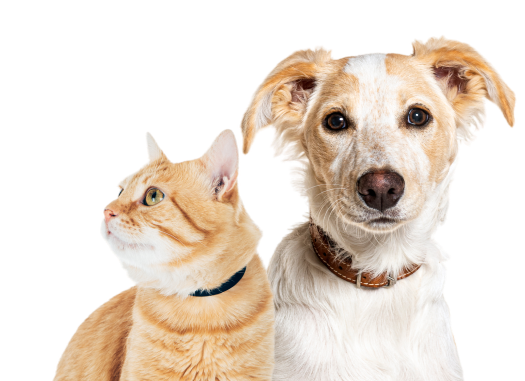 A dog sitting next to a cat